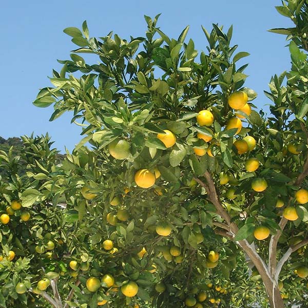 和歌山県産(JAわかやま しもつ蔵夢選果場) 早生みかん ひかえおろう 5kg【限定50点】【お届け期間：11月15日〜12月10日】【Ａセレクション11月】　商品画像4