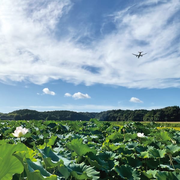 千葉県産成田ケンコウファーム 千葉県成田市産れんこん(2kg)【お届け期間：12/5(木)〜12/28(土)】【ふるさとの味・南関東】　商品画像4