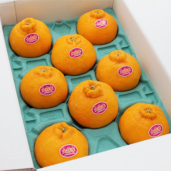 鹿児島県産 大将季 3kg【限定100点】【お届け期間:12月20日〜12月28日】【イオンゴールドカード会員さま限定特別セール12月】 商品画像4