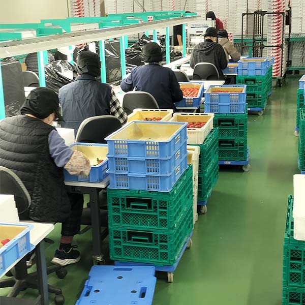 福岡県産 いちご 博多あまおう 2パック【限定200点】【お届け期間：1月11日〜1月31日】【初売り】　商品画像4