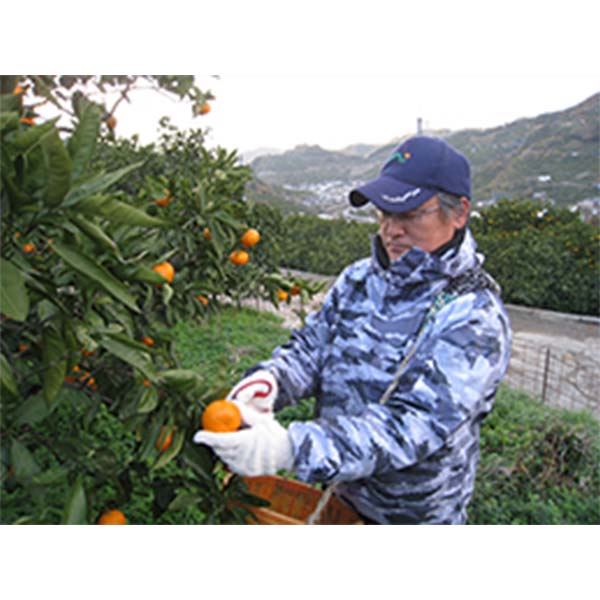 和歌山県産(JAながみね) 蔵出ししもつみかん ひかえおろう 5kg(特選M〜S) 糖度13度【限定150点】【お届け期間：1月23日〜2月28日】【おいしいお取り寄せ】　商品画像4