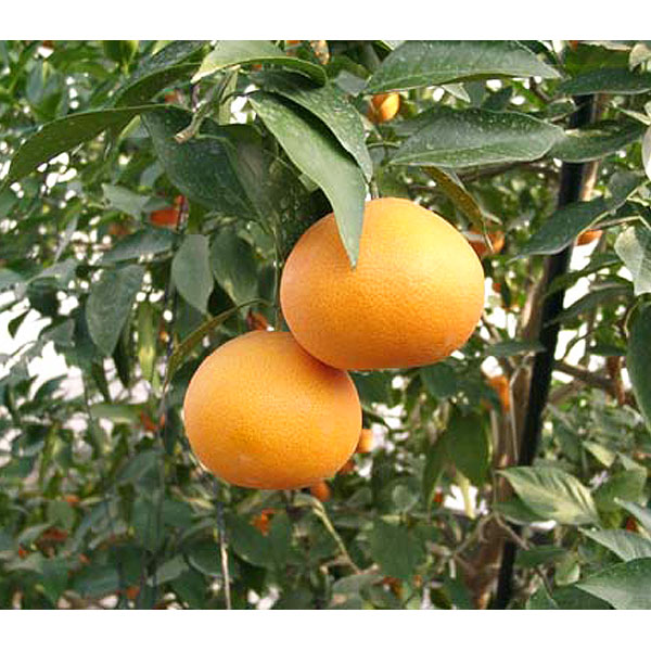 愛媛県産(JA全農えひめ) せとか 1.7kg 青秀3L 6個 【限定100点】【お届け期間:3月1日〜3月15日】【イオンゴールドカード会員さま限定特別セール2月】 商品画像4