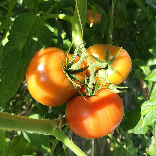 宮城県産 トマト こだわりくん 9〜12個【お届け期間:4月16日〜4月30日】【イオンゴールドカード会員さま限定特別セール4月】 商品画像4