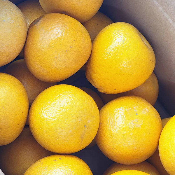 熊本県産 河内晩柑(ジューシーオレンジ) 10kg【お届け期間：4月1日〜4月25日】【超！春トク祭り】　商品画像4