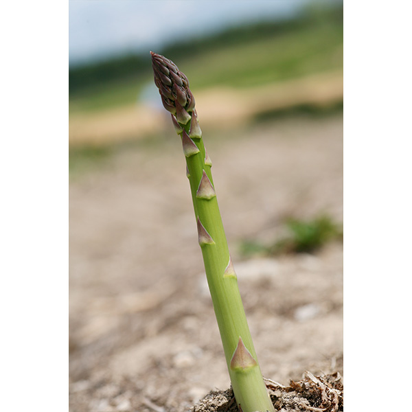 北海道産 ハウス栽培 グリーンアスパラガス 2Lサイズ 400g×2 計800g【お届け期間:4月8日〜5月10日】【イオンゴールドカード会員さま限定特別セール3月】 商品画像4