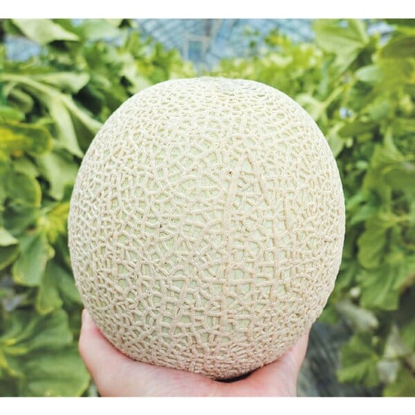 茨城県 JAほこた イバラキングメロン 3L2玉入り【お届け期間:5月15日〜6月30日】【KN】　商品画像3