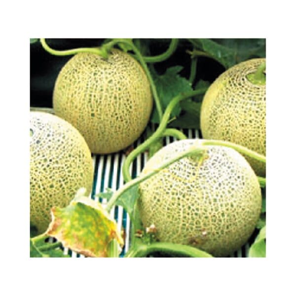 茨城県 JA茨城旭村 特秀エルソルメロン 4Lサイズ2玉入り【お届け期間:6月1日〜6月30日】【KN】　商品画像4