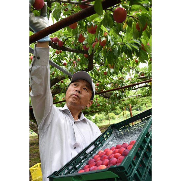 福岡県産(JAみなみ筑後・JAかすや・JAむなかた) 紅大石早生プラム 300g×4パック【お届け期間：6月13日〜6月21日】【イオンゴールドカード会員さま限定特別セール5月】　商品画像4