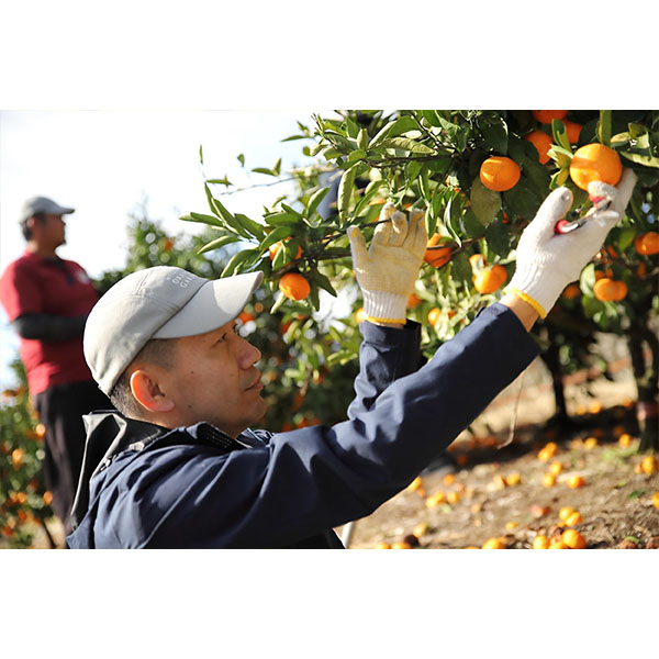 愛媛県八幡浜産 柑橘 媛小春2.3kg以上【限定300点】(お届け期間