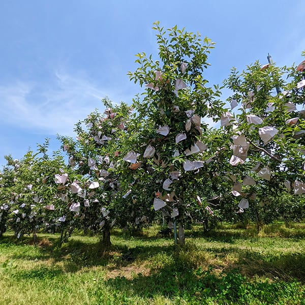 岩手県産(JA花巻) りんご はるか L 8個 丸秀品2.2kg【限定80点】(お届け期間:12月10日〜12月30日)【おいしいお取り寄せ】 商品画像4