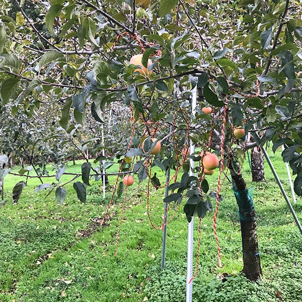 青森県産(JA津軽みらい石川) こみつりんご(白箱)自宅用 秀A  2kg【限定500点】(お届け期間：11月20日〜12月29日)【おいしいお取り寄せ】　商品画像4