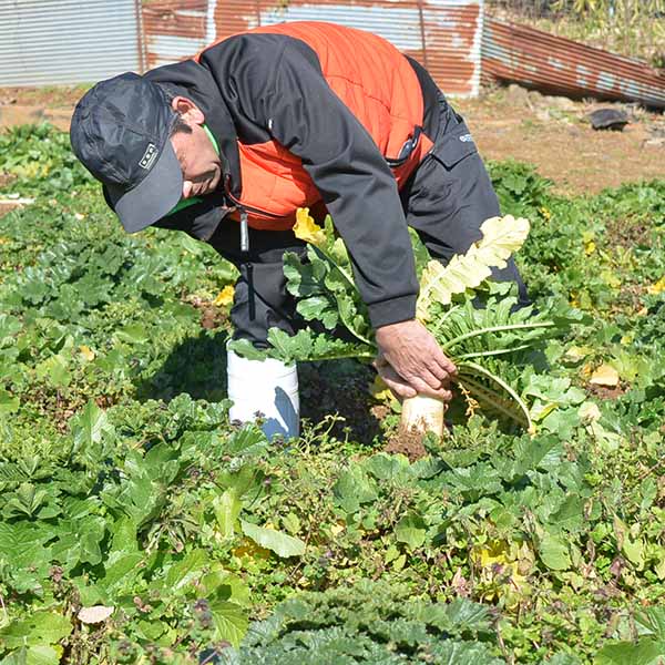 京都府舞鶴市 佐波賀だいこん 4本入 (1本1.5kg以上)【限定50点】【お届け期間：1月20日〜2月10日】【フードアルチザン】　商品画像4