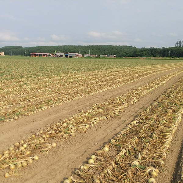 北海道産(トップバリュ減の恵み) じゃがいも たまねぎ詰合せ 計5kg【限定200点】【お届け期間:12月20日〜12月30日】【イオンゴールドカード会員さま限定特別セール12月】 商品画像4