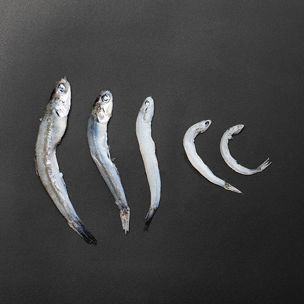 訳あり 宮城県産 北限の釜揚げしらす 1kg【お買い得セール12月】【おいしいお取り寄せ】 商品画像4