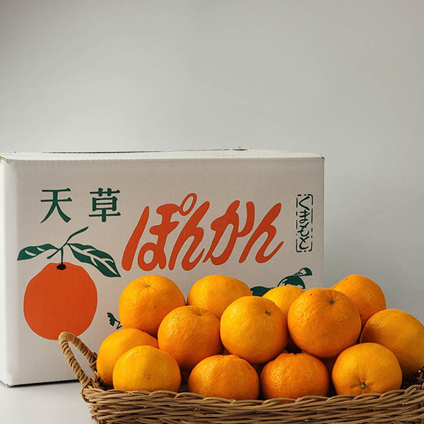 熊本県産 ポンカン 10kg【お届け期間：2月1日〜2月28日】【イオンゴールドカード会員さま限定特別セール1月】　商品画像4