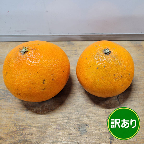 愛媛県八幡浜産 柑橘 媛小春 わけあり ご家庭用 4kg【限定500点】【お届け期間：2月10日〜3月10日】【お買い得セール1月】　商品画像4