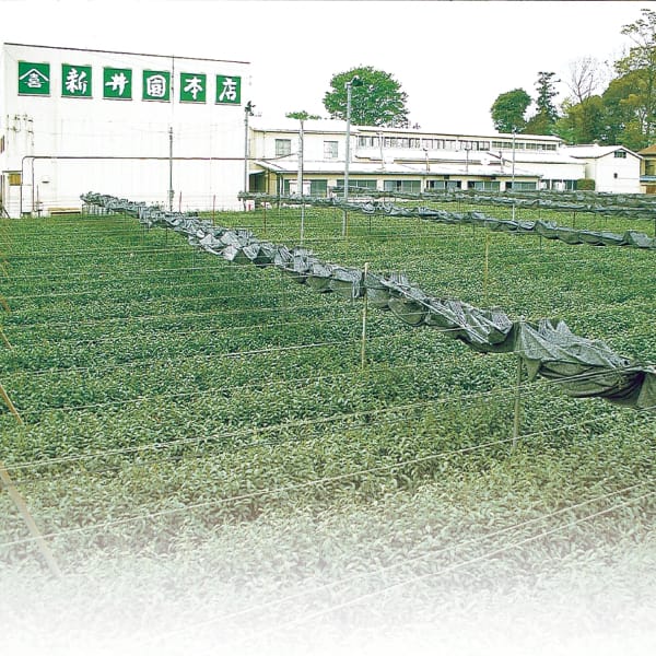 埼玉 新井園本店新茶 狭山茶詰合せ 袋80g×2袋【お届け期間】2026/05/25‐2026/06/10【超！春トク祭り】【KN】　商品画像4