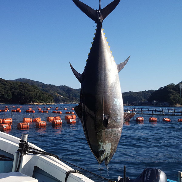 九州養殖 生本まぐろ喜鮪柵セット計1kg【母の日】　商品画像4