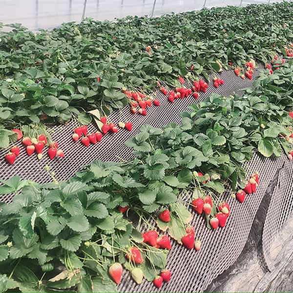 栃木 いちごの里ファーム いちごのダブルフロマージュと【空いちご】スカイベリーのチーズケーキ&ジャム二層デザート6個セット【KN】 商品画像4