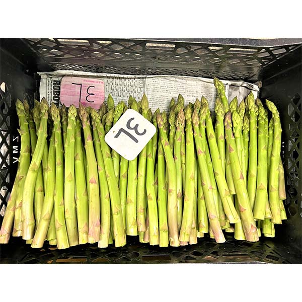 福岡県産 太芽アスパラガス 3色セット 計900g【お届け期間：3月20日〜4月30日】【超！春トク祭り】　商品画像4