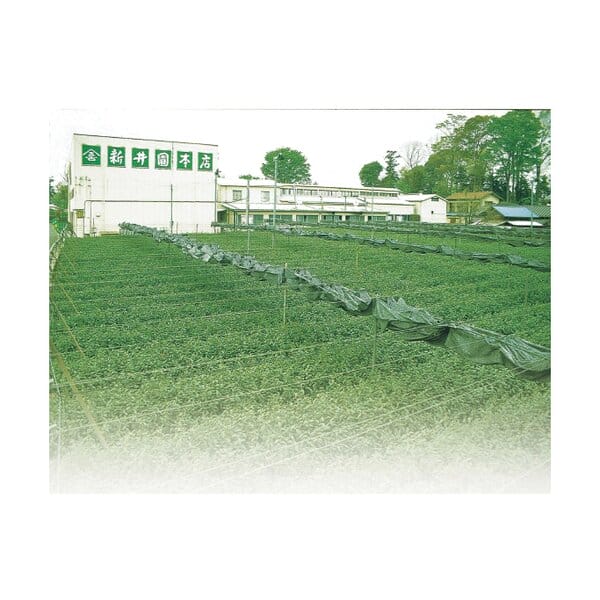 埼玉 新井園本店 新茶 狭山茶詰合せ 袋(80g×2袋)【KN】　商品画像4