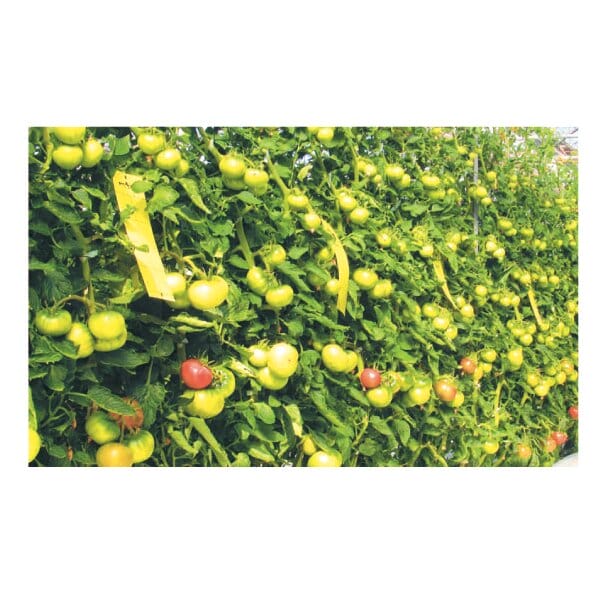 茨城県 筑西市地区・桜川市地区 スーパーフルーツトマト てるて姫大箱 18〜39玉入り【お届け期間:5月7日〜6月15日】【KN】　商品画像4