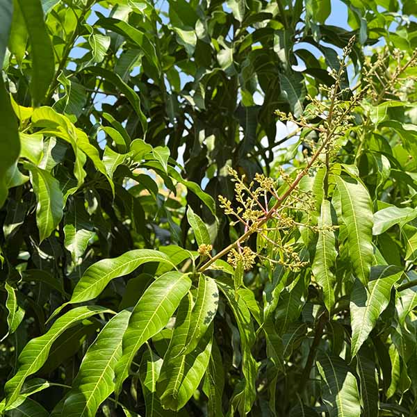 空輸直送 タイ産マンゴー(ナムドクマイ種) 15玉【お届け期間：5月1日〜6月15日】【GW】　商品画像4