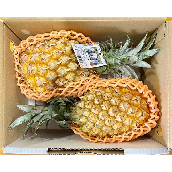 沖縄県(石垣島市)産アグロオーガ八重山フルーツ部会のボゴールパイン計1.5kg(2-3玉入り)【お届け期間:5月9日〜6月30日】【旬鮮便】【NN】　商品画像4