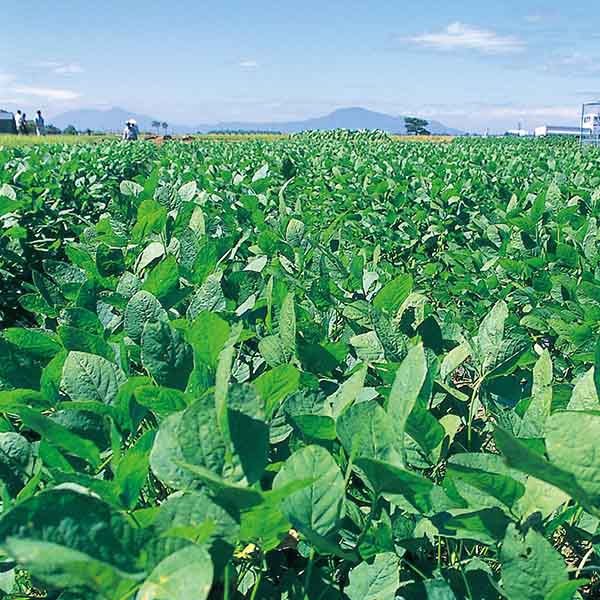 新潟県新潟市西区小平方産 くろさき茶豆「かおり」 2kg以上【お届け期間:7月25日〜9月10日】【KN】 商品画像4