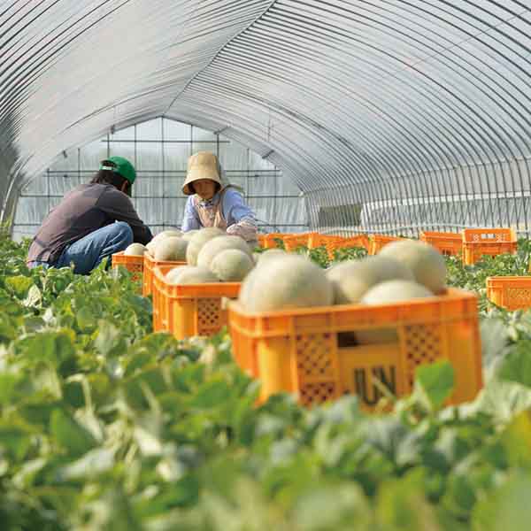 茨城 鹿島製菓株式会社 究極のメロンパン(80g×5個)【お届け期間:7月1日〜9月10日】【KN】　商品画像1