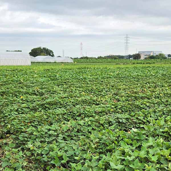 埼玉県産(富の川越いも) さつまいも 紅白セット 計3kg【限定100点】【お届け期間：12月1日〜12月25日】【オクトーバーフェスト】【おいしいお取り寄せ】　商品画像3