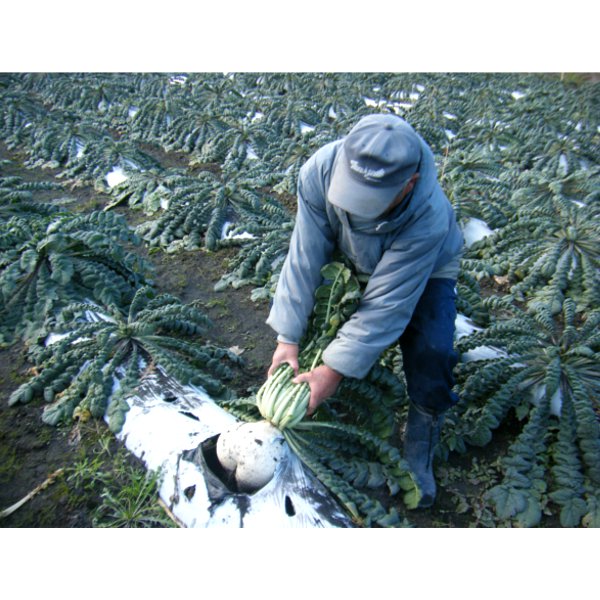 鹿児島県産 桜島大根 1本(8kg・葉付き)【限定50点】【お届け期間：2月10日〜2月28日】【フードアルチザン】　商品画像4