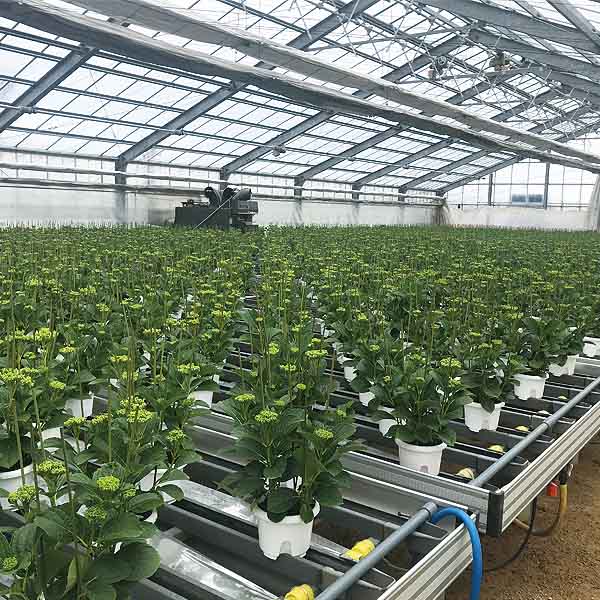 島根アジサイ研究会 あじさい「万華鏡」(SUSTEE付)【限定300点】【母の日】　商品画像5