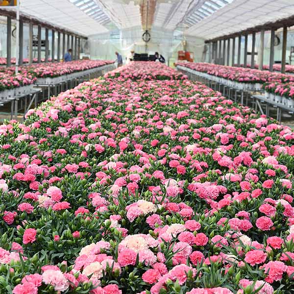 ホシファーム カーネーション＆徳島なると金時のどら焼き【母の日】　商品画像5