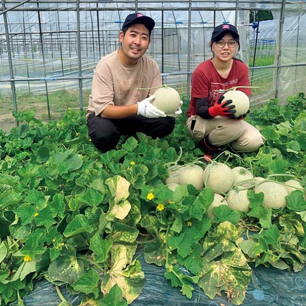 北海道三笠市産(イオン農場) 三笠メロン(I.Kメロン)2個入り(お届け期間：6/21〜7/18)【夏の贈りもの・お中元】　商品画像5