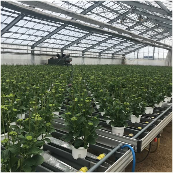 島根アジサイ研究会 あじさい「万華鏡」(SUSTEE付)【母の日】 商品画像5