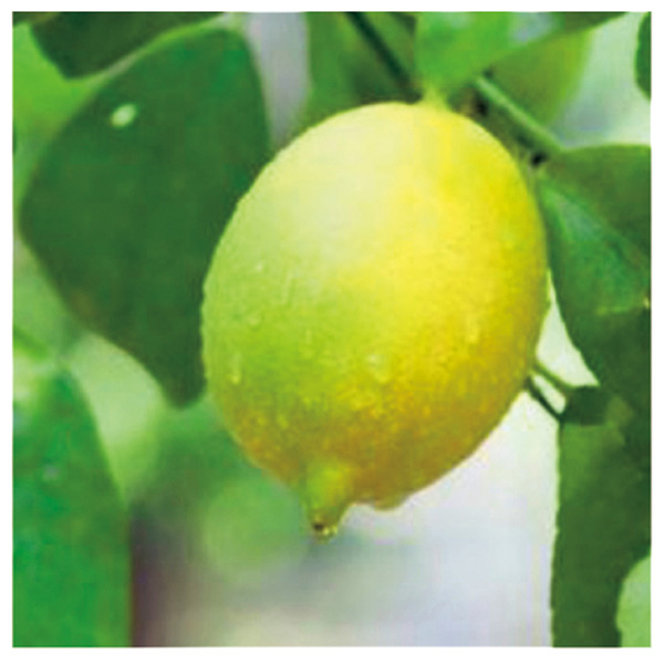 水澤園芸 レモンの木(SUSTEE付) 【父の日】　商品画像5