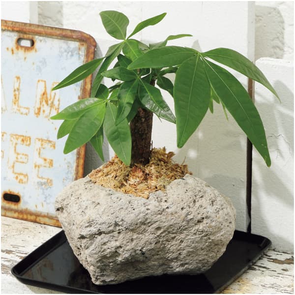 SUNCOF パキラの木ナチュレストーン植え(SUSTEE付)＋鹿児島小田口屋 さつま揚げ【父の日】　商品画像5