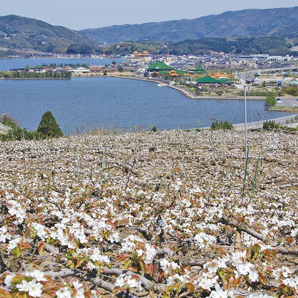 鳥取県産(JA鳥取中央) 東郷の二十世紀梨 赤秀2kg3L6玉または4L5玉(お届け期間:8月26日〜9月25日)【NN】　商品画像5