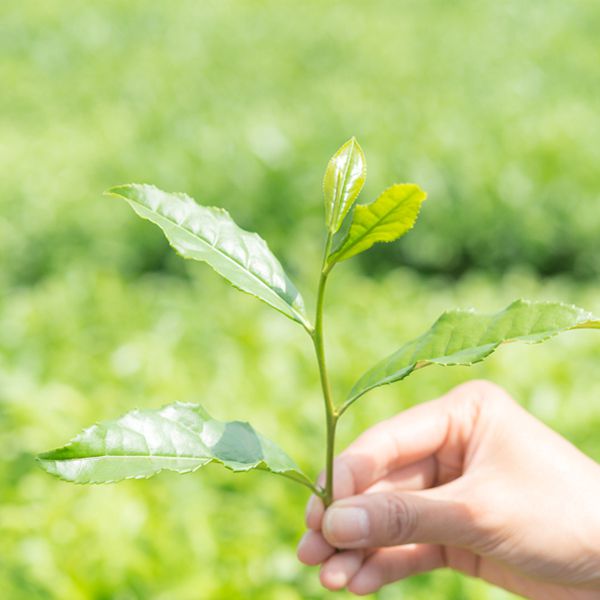 茨城県 お茶の根本園 さしま茶アイスセット(プレミアム濃茶アイス・和紅茶アイス・濃茶アイス茶葉入り・他アイス各90ml×2) 【冬ギフト・お歳暮】【ふるさとの味・北関東】　商品画像5