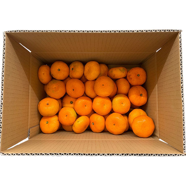 静岡県産(三ケ日) 熟果みかん 青島種 3kg【お届け期間:1月5日〜1月31日】【お買い得セール12月】 商品画像4