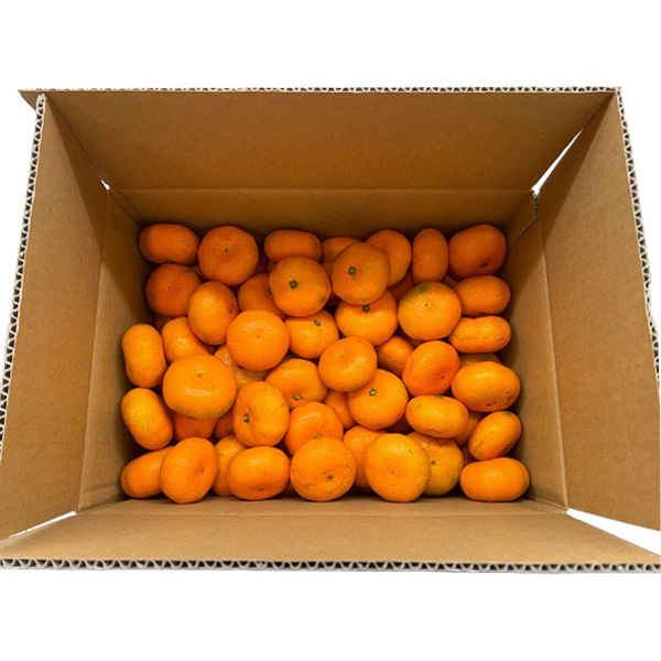 静岡県産(三ケ日) 熟果みかん 青島種 5kg【お届け期間:1月5日〜1月31日】【お買い得セール12月】 商品画像4