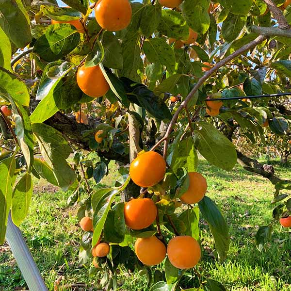 鳥取県産 柿 富有柿 2kg(赤秀)【限定100点】【お届け期間：11月1日〜11月30日】【イオンカード会員限定8月】　商品画像5