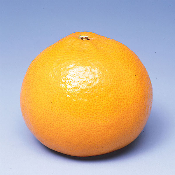 愛媛県産(JA全農えひめ) 甘平・せとか 詰め合わせ 各3個【限定30点】【お届け期間：2月1日〜2月28日】【イオンゴールドカード会員さま限定特別セール1月】　商品画像5