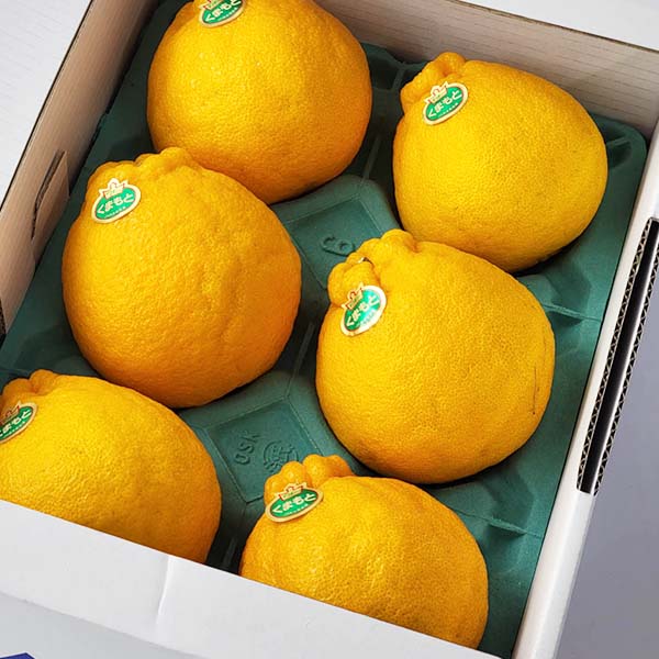 熊本県産 デコポン 2kg【お届け期間：2月14日〜2月28日】【九州フェア】　商品画像5