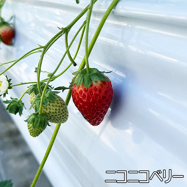 宮城県産 小林さんのいちご おまかせ4種類詰合せ【限定200点】【お届け期間：3月1日〜3月31日】【お買い得セール2月】　商品画像4