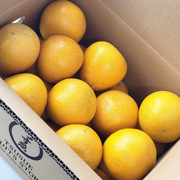 熊本県産 河内晩柑(ジューシーオレンジ) 10kg【お届け期間：4月1日〜4月25日】【超！春トク祭り】　商品画像5