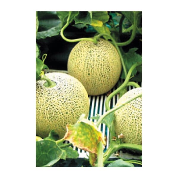 茨城県 JAほこた イバラキングメロン 3L2玉入り【お届け期間:5月15日〜6月30日】【KN】　商品画像4