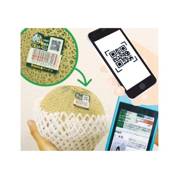 茨城県 JA茨城旭村 特秀エルソルメロン 4Lサイズ2玉入り【お届け期間:6月1日〜6月30日】【KN】　商品画像5