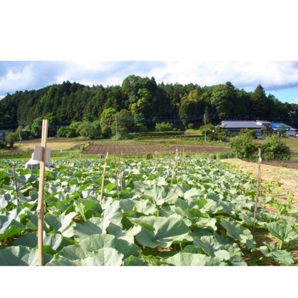 栃木県産 中山かぼちゃ Lサイズ 1500g【お届け期間:7月15日〜8月15日】【フードアルチザン】 商品画像5